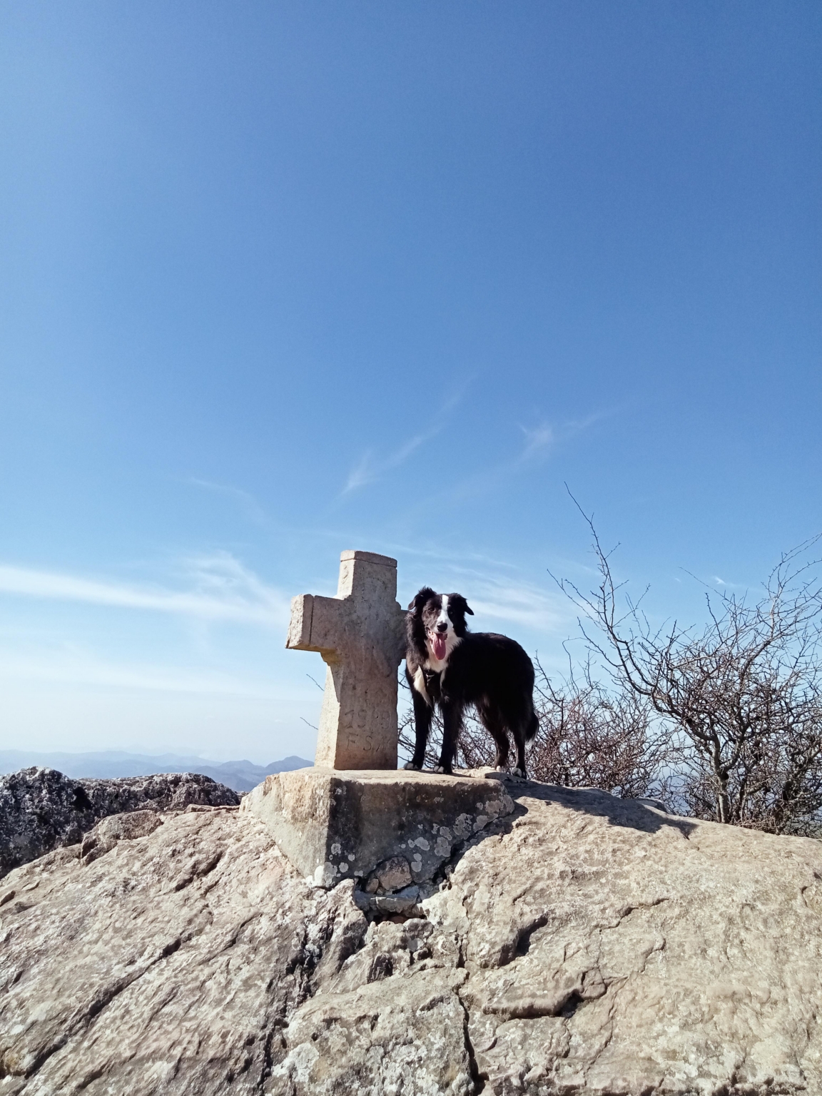 really dog comportementaliste canin 40 64 canirandonnée