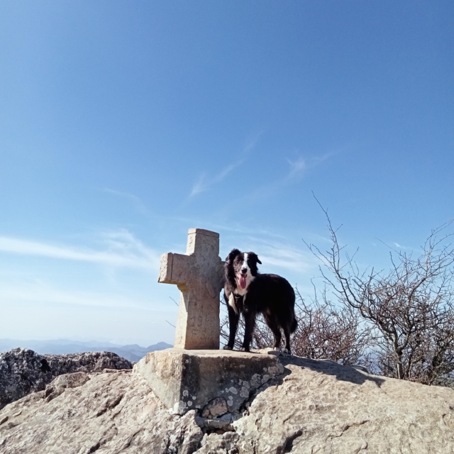 really dog comportementaliste canin 40 64 canirandonnée