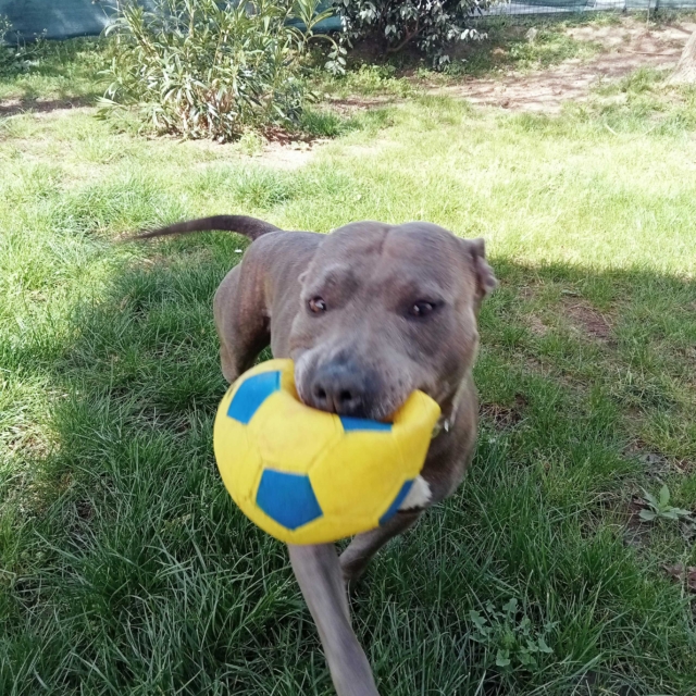 really dog comportementaliste canin 40 64 chien catégorisé