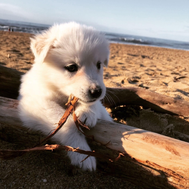 really dog comportementaliste canin 40 64 chiot