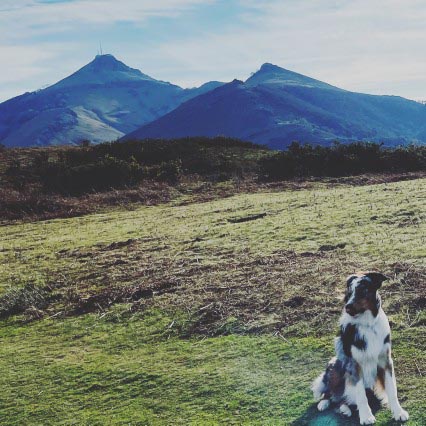 really dog comportementaliste canin 40 64 familiarisation