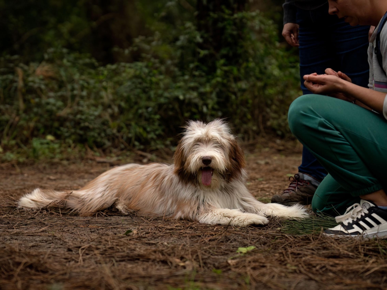 really dog comportementaliste canin pays basque landes 1