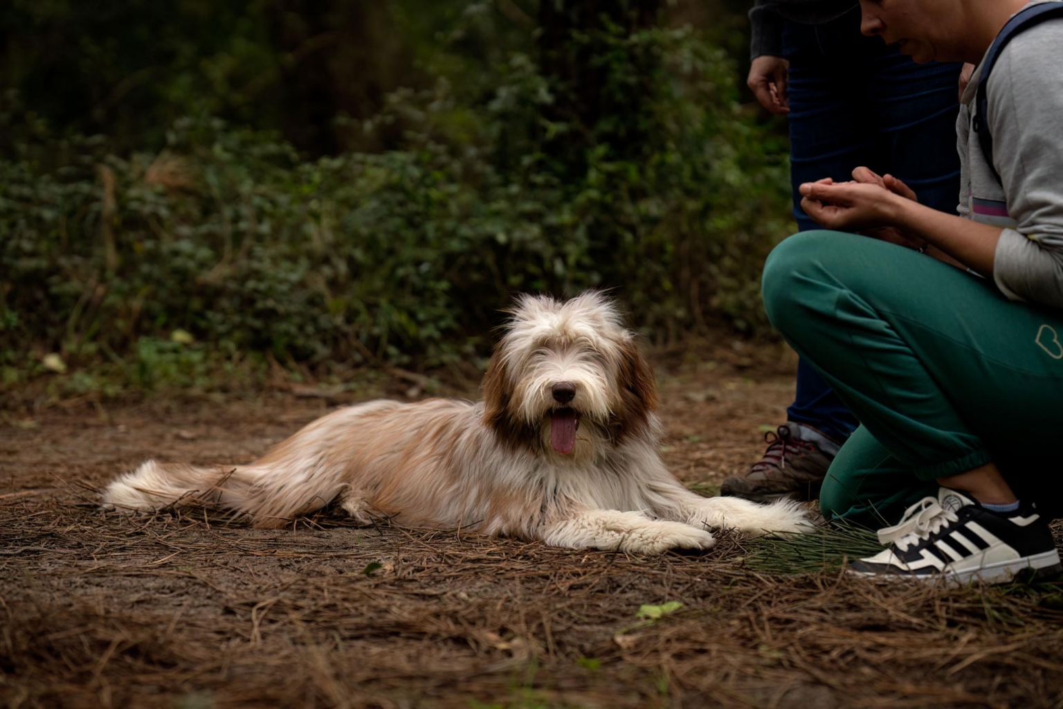 really dog comportementaliste canin pays basque landes 1