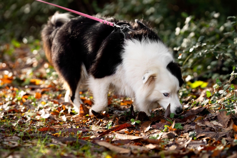 really dog comportementaliste canin pays basque landes 10