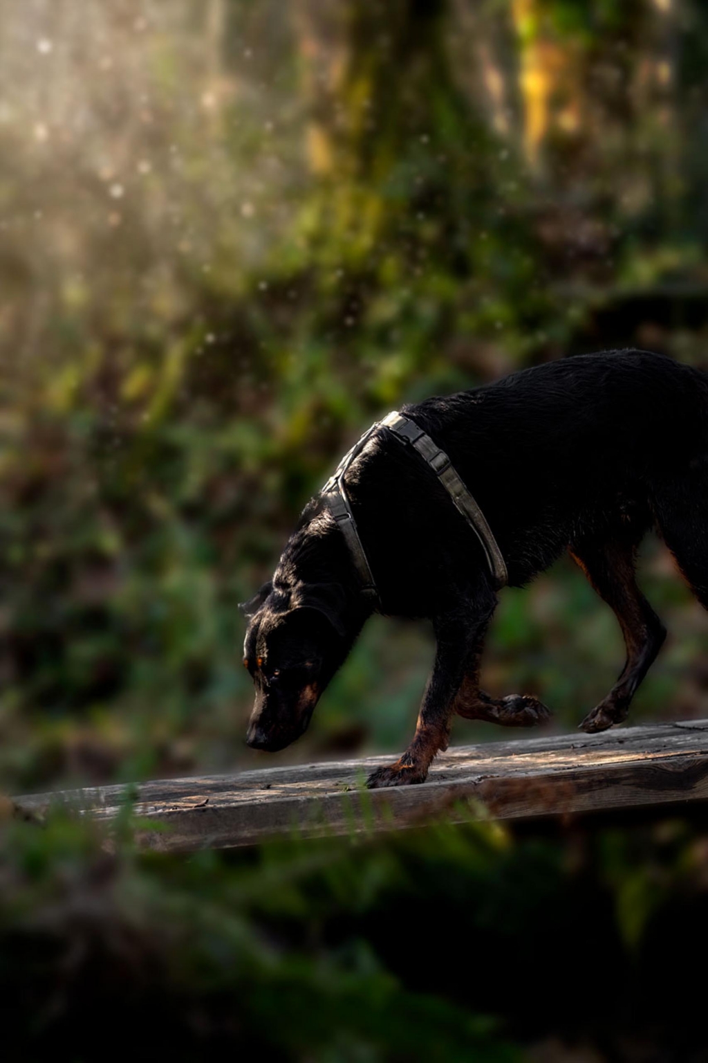 really dog comportementaliste canin pays basque landes 11