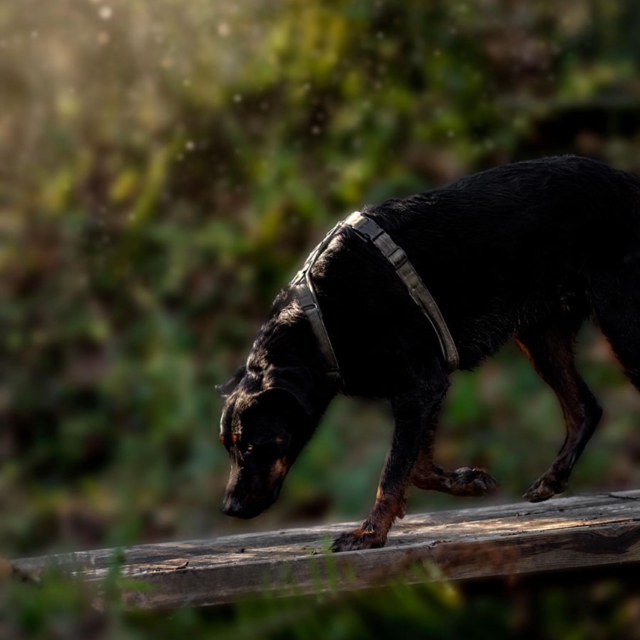 really dog comportementaliste canin pays basque landes 11