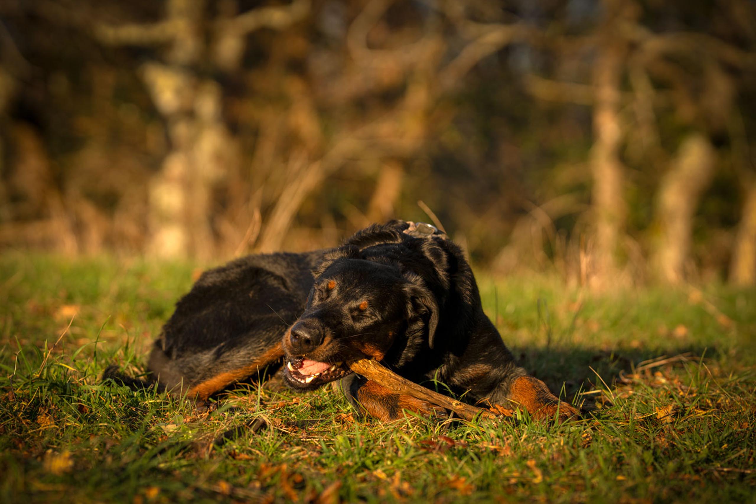 really dog comportementaliste canin pays basque landes 3