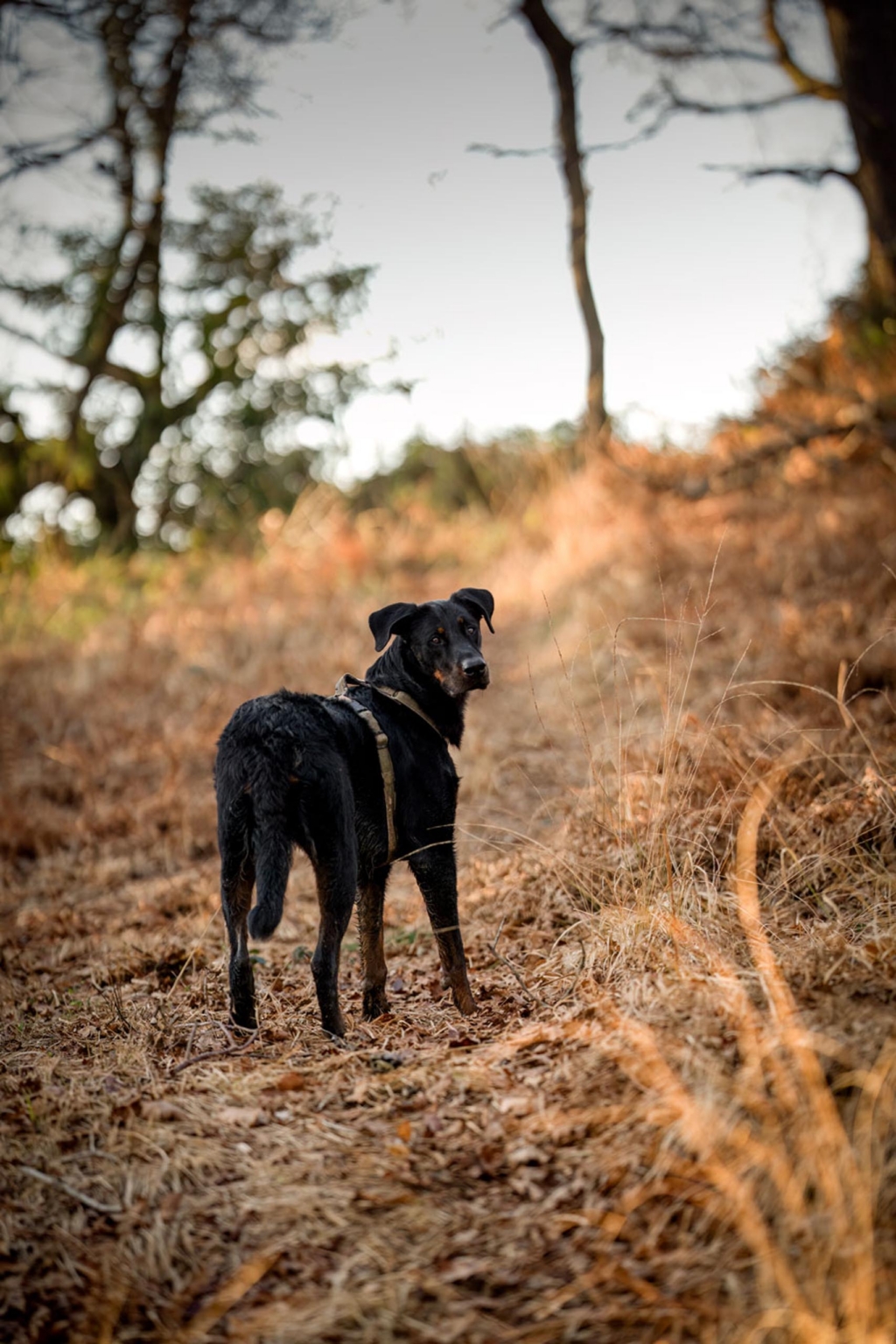 really dog comportementaliste canin pays basque landes 4