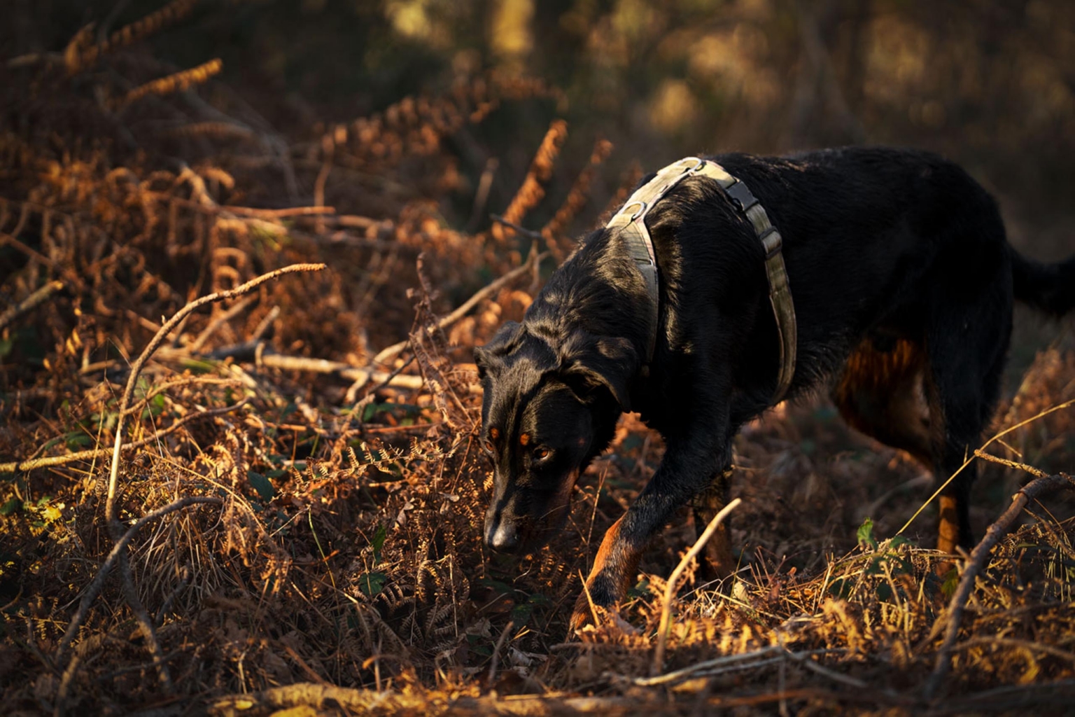 really dog comportementaliste canin pays basque landes 5