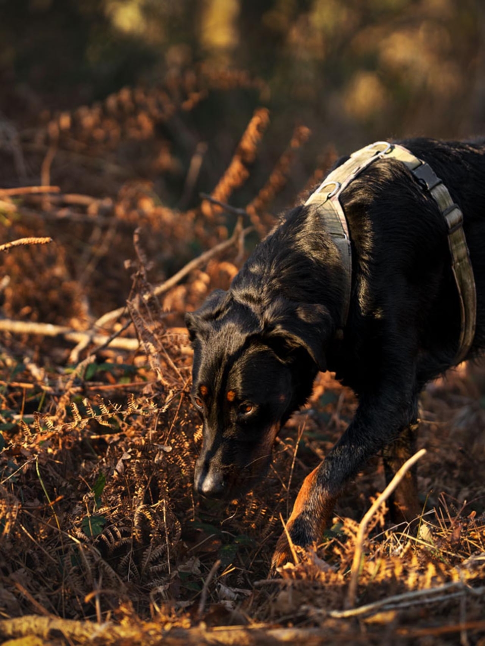 really dog comportementaliste canin pays basque landes 5
