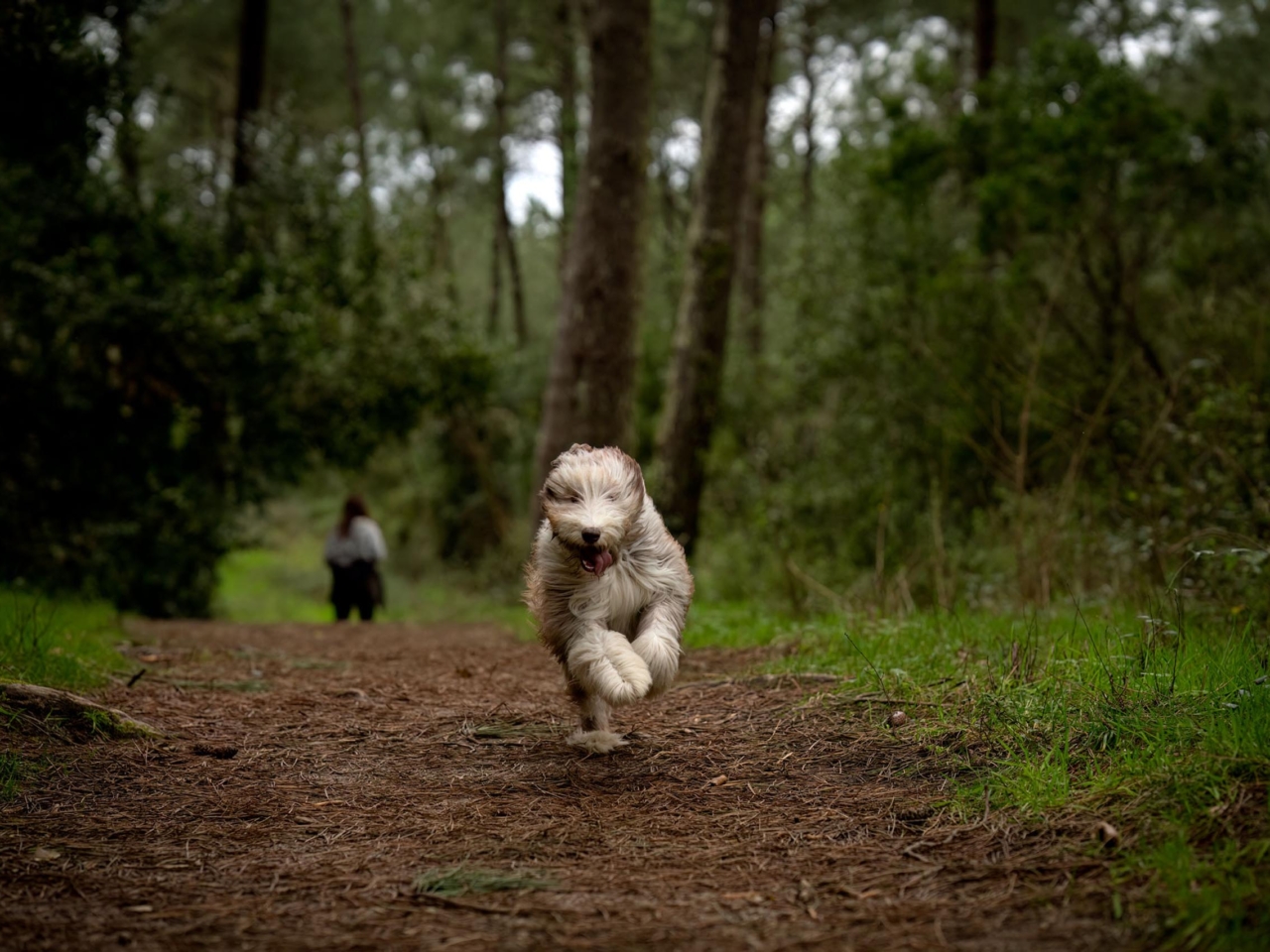 really dog comportementaliste canin pays basque landes 6