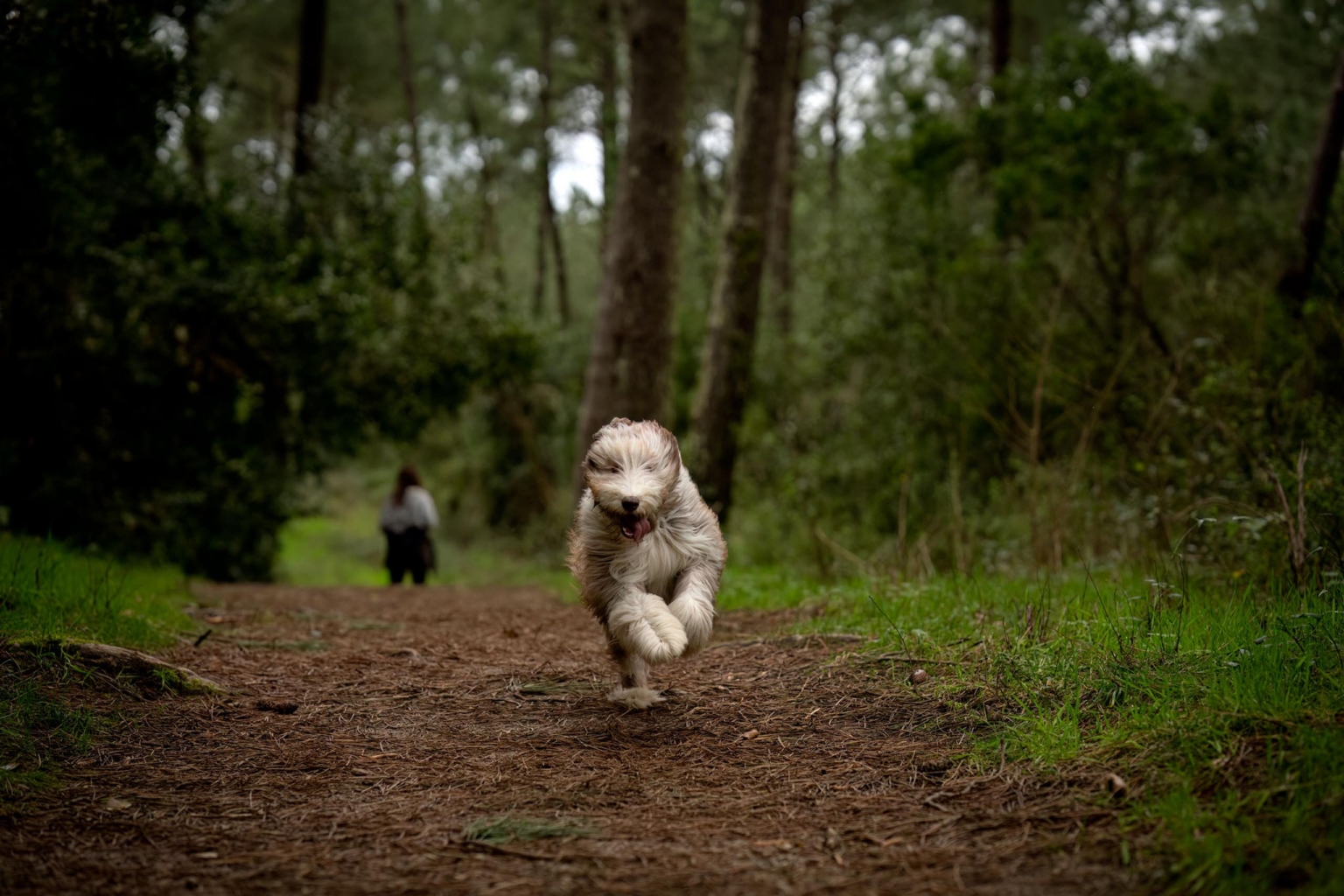 really dog comportementaliste canin pays basque landes 6