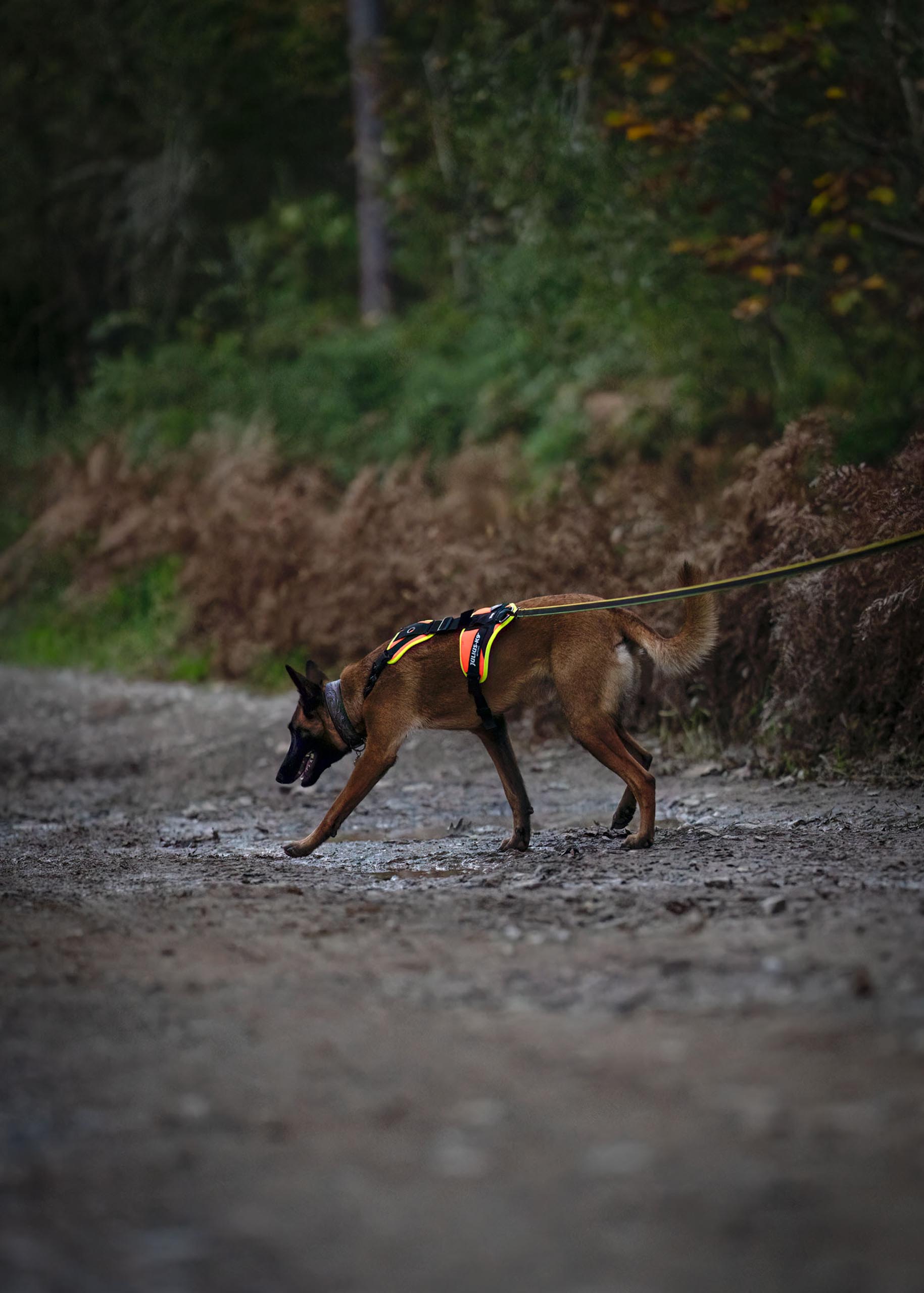 really dog comportementaliste canin pays basque landes 8