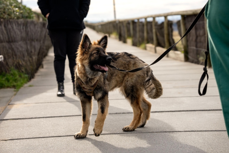 really dog comportementaliste canin pays basque landes 9