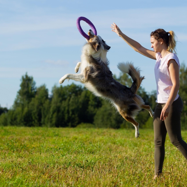 really dog comportementaliste canin pays basque landes fitness