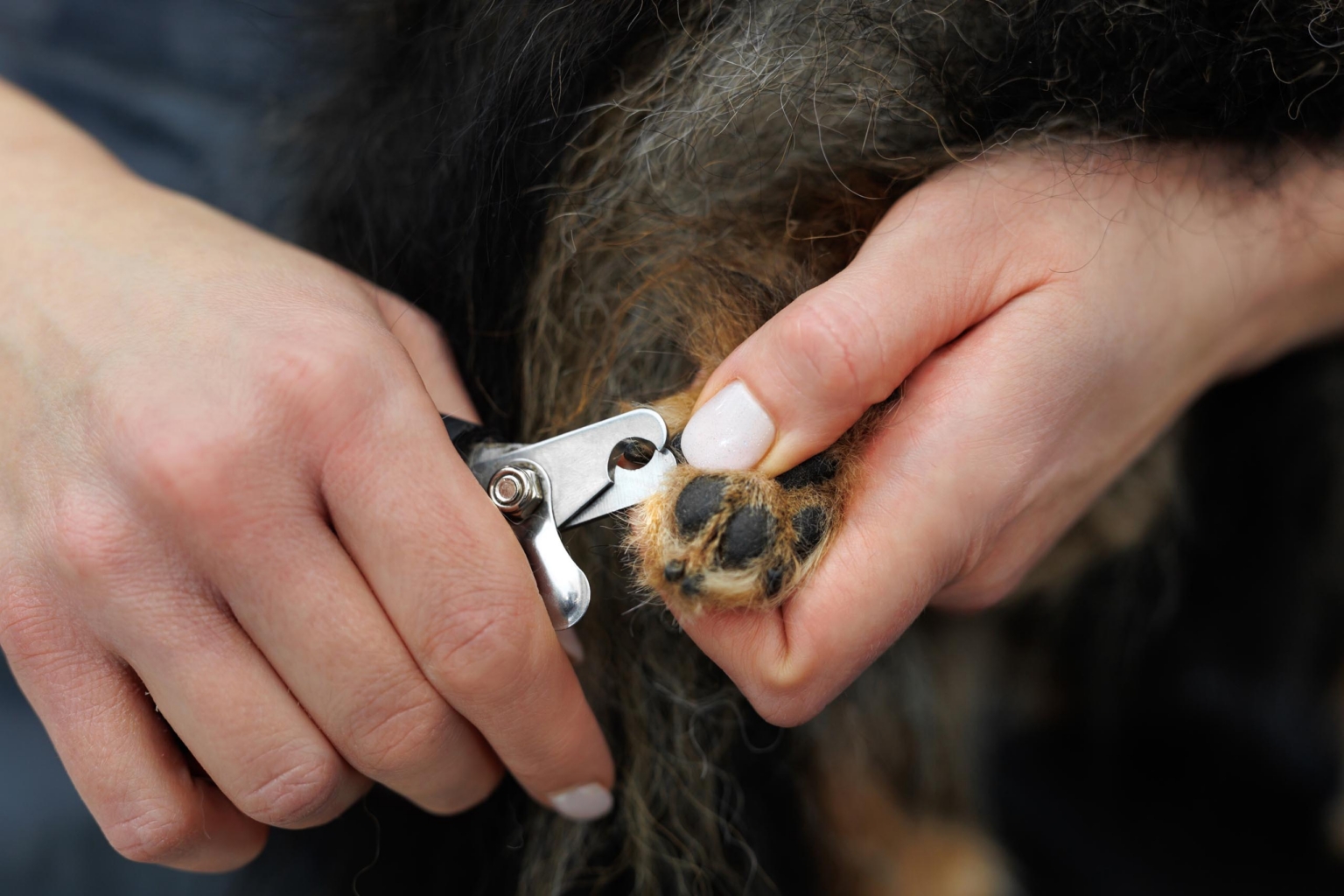 really dog comportementaliste canin pays basque landes soins coopreratifs