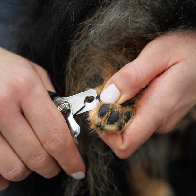 really dog comportementaliste canin pays basque landes soins coopreratifs